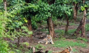 राजस्थान आएंगी MP-महाराष्ट्र की बाघिनें, वायुसेना के हेलीकॉप्टर से आएगी पहली बाघिन