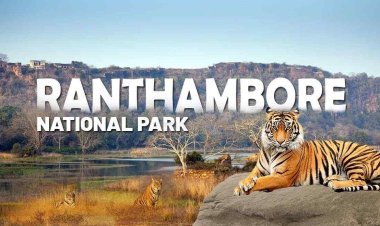 बस ‘एक क्लिक’ दूर टाइगर सफारी, रणथंभौर टाइगर रिजर्व की पूरी टिकट बुकिंग हुई डिजिटल