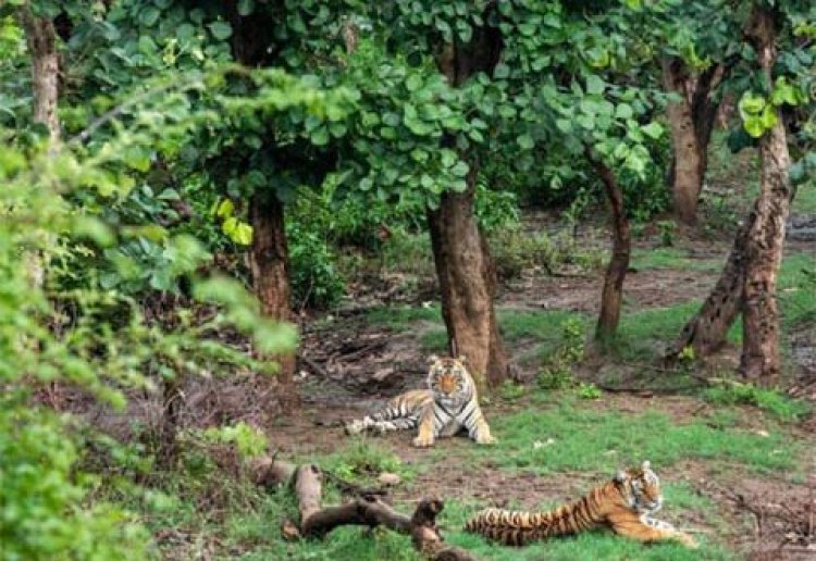 राजस्थान आएंगी MP-महाराष्ट्र की बाघिनें, वायुसेना के हेलीकॉप्टर से आएगी पहली बाघिन