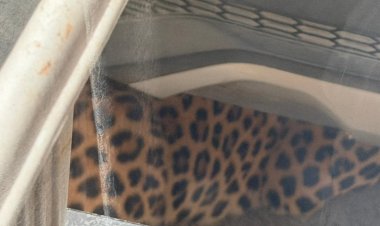 सचिन पायलट के बंगले के पास घुसा तेंदुआ, VVIP इलाके सिविल लाइंस में हड़कंप, रेस्क्यू ऑपरेशन जारी