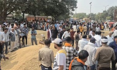 कोटा भामाशाह मंडी में धान की बंपर आवक, गुजरात-हरियाणा से एक्सपोर्टर्स का डेरा, कीमतें 3,300 तक पहुंचीं