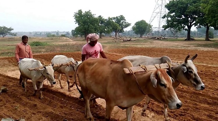राजस्थान में बैल से खेती करने वाले किसानों की बल्ले-बल्ले, भजनलाल सरकार देगी हर साल 30 हजार रुपये की सहायता