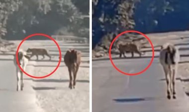 मुकुंदरा टाइगर रिजर्व की खूंखार बाघिन 'कनकटी' T-84 ने फिर मचाई दहशत, NH-52 पर आते ही गांवों में हड़कंप