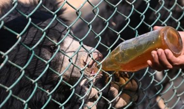 नहरगढ़ बायोलॉजिकल पार्क में सर्दी से वन्यजीवों को बचाने के खास इंतजाम, टाइगर को चिकन सूप, भालू को शहद-एप्पल