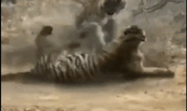 रणथंभौर में मां-बेटी बाघिन की खूनी जंग, मीरा ने रिद्धि को किया गंभीर रूप से घायल, वन विभाग अलर्ट