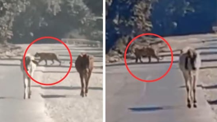 मुकुंदरा टाइगर रिजर्व की खूंखार बाघिन 'कनकटी' T-84 ने फिर मचाई दहशत, NH-52 पर आते ही गांवों में हड़कंप