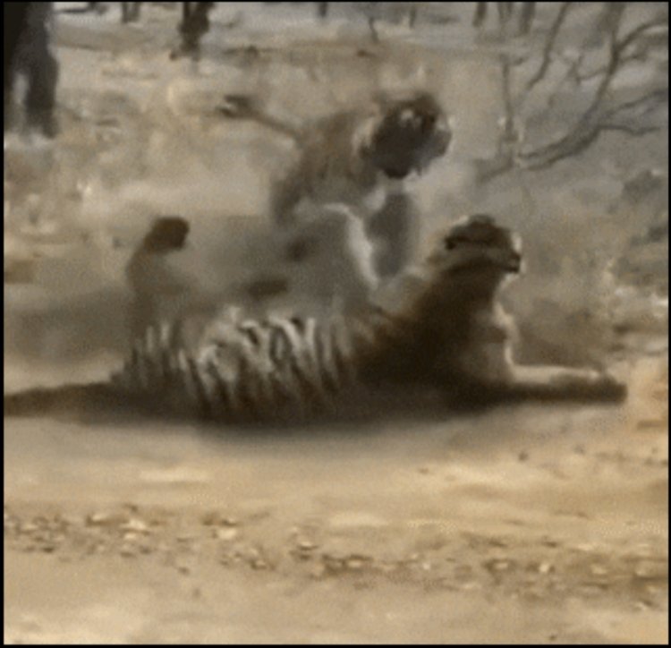 रणथंभौर में मां-बेटी बाघिन की खूनी जंग, मीरा ने रिद्धि को किया गंभीर रूप से घायल, वन विभाग अलर्ट