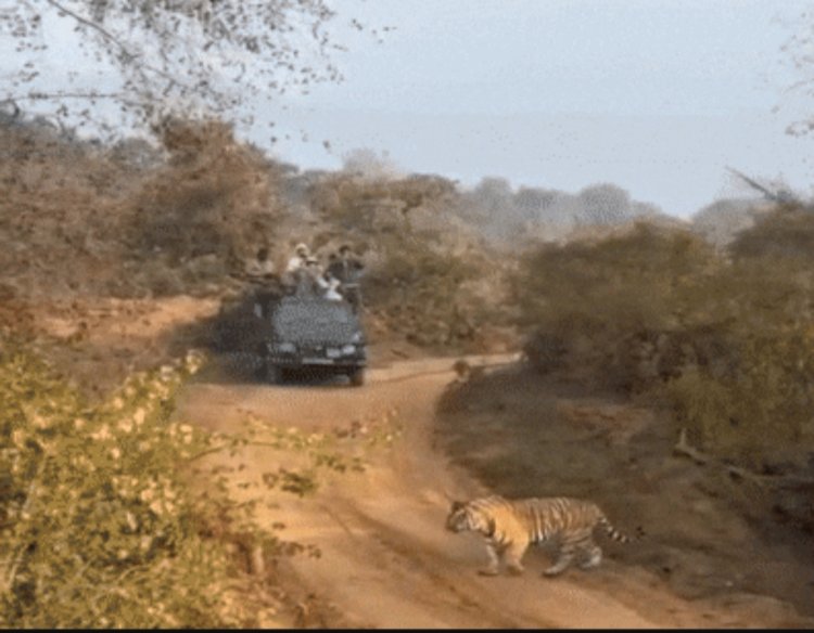 टाइगर साइटिंग का रोमांच, शावकों के साथ दिखी बाघिन ST-30, पर्यटकों में बढ़ा उत्साह