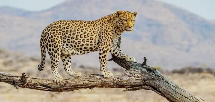 Dausa Leopard Movement : दौसा में लेपर्ड का आतंक, पहाड़ी से उतरकर घरों तक पहुंचा शिकारी