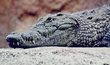 सरिस्का के पास रिहायशी इलाके में पहुंचा मगरमच्छ, ग्रामीणों ने खुद किया रेस्क्यू