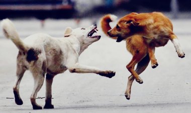 बीकानेर में कुत्तों का आतंक: स्कूल जा रहे छात्र पर हमला, गंभीर हालत में सर्जरी