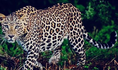 उदयपुर में लेपर्ड का हमला: किसान को जंगल में घसीटा, मौत से गांव में दहशत