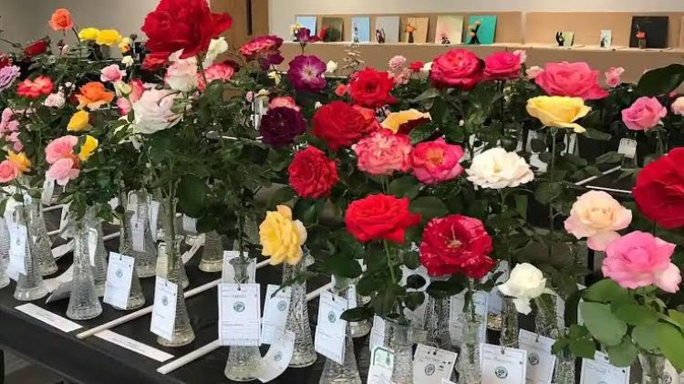 Rajasthan Rose Exhibition: जयपुर में 300 प्रजातियों के गुलाबों का भव्य आयोजन, 7 फरवरी से सिटी पार्क में शुरुआत