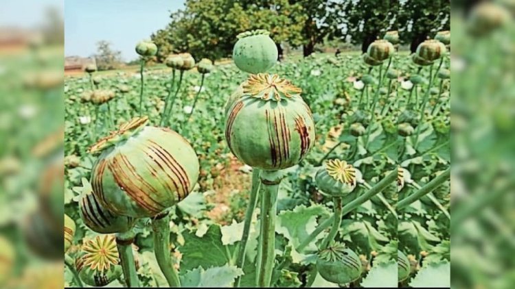 अगर आप अफीम (पोस्त) की खेती कर रहे हैं — तो सावधान!