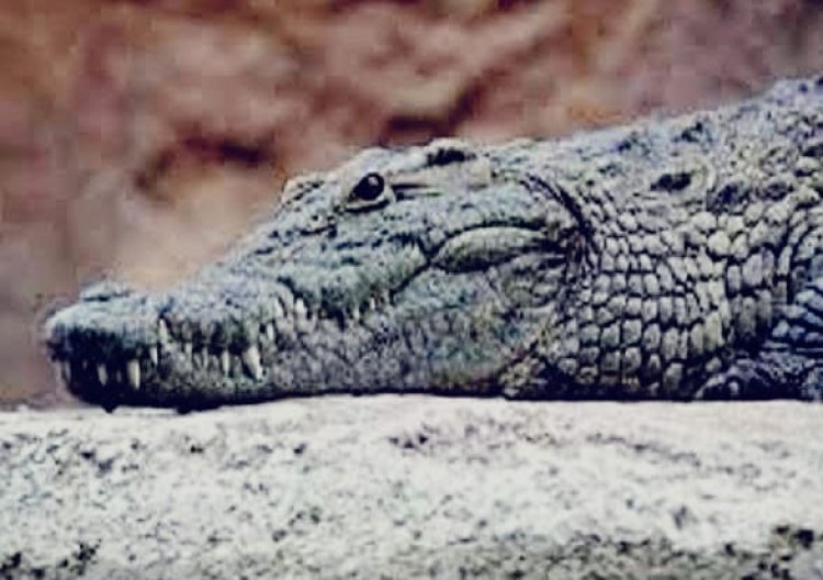 सरिस्का के पास रिहायशी इलाके में पहुंचा मगरमच्छ, ग्रामीणों ने खुद किया रेस्क्यू