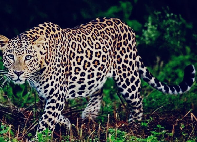 उदयपुर में लेपर्ड का हमला: किसान को जंगल में घसीटा, मौत से गांव में दहशत