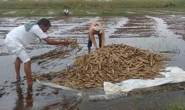 बेमौसम बारिश से राजस्थान के किसानों की फसल बर्बाद, कई जिलों में जलभराव से भारी नुकसान