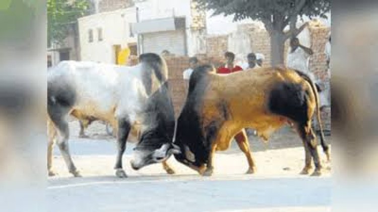 सांडों की लड़ाई के बीच बाल-बाल बचा मासूम, सीसीटीवी में कैद हुआ खौफनाक मंजर