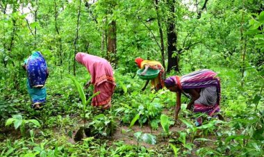 वनाधिकार कानून पर बड़ा खुलासा: 66 हजार आवेदन खारिज, 5 जिलों में एक भी पट्टा नहीं