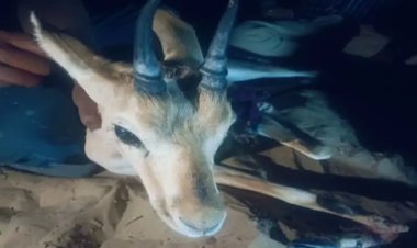 बाड़मेर में हिरण का शिकार, पांव तोड़ा, रेस्क्यू सेंटर में चल रहा इलाज