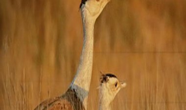 मन की बात में गूंजा राजस्थान का गौरव: गोडावण को मिला नया जीवन