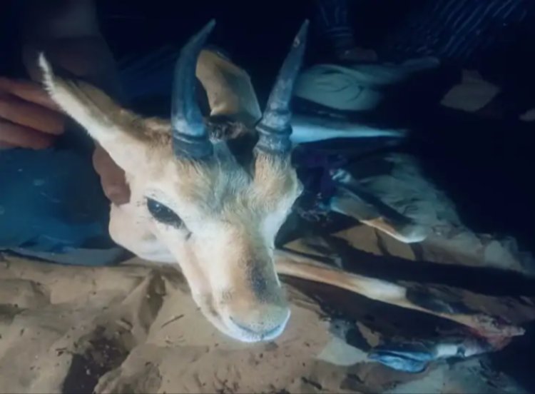 बाड़मेर में हिरण का शिकार, पांव तोड़ा, रेस्क्यू सेंटर में चल रहा इलाज