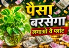 घर में यहां लगाएं मनी प्लांट, पैसा आपके पास खींचा चला आएगा