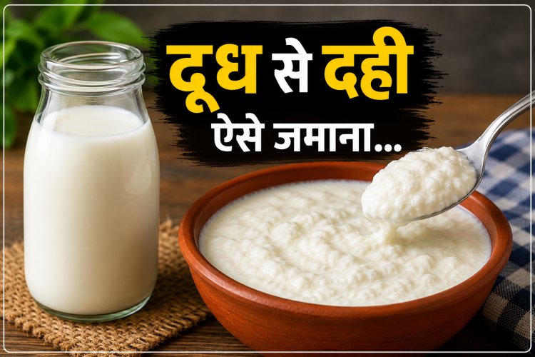 दूध को ऐसा जमाओगे तो दही बिल्कुल पीस में काटकर खाओगे...