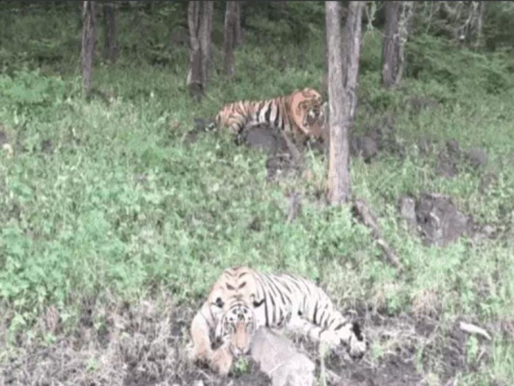 रणथंभौर में बाघिन शक्ति का ममता भरा अंदाज, दो शावकों को दुलारते देख रोमांचित हुए पर्यटक
